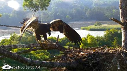 VINS Bald Eagles Nest Live Cams - Jul 25, 2026, 7:00am EDT