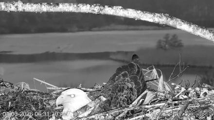 VINS Bald Eagles Nest Live Cams - Apr 3, 2026, 6:32am EDT