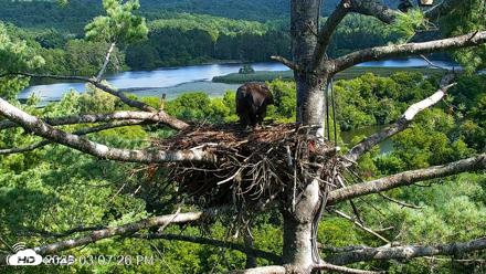 VINS Bald Eagles Nest Live Cams - Aug 15, 2026, 3:18pm EDT