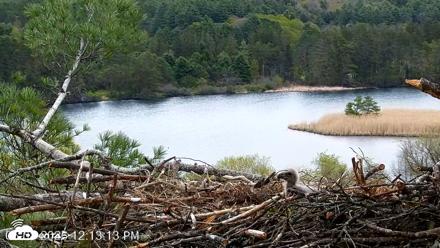 VINS Bald Eagles Nest Live Cams - May 8, 2026, 12:14pm EDT
