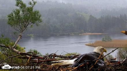 VINS Bald Eagles Nest Live Cams - May 6, 2026, 4:09pm EDT