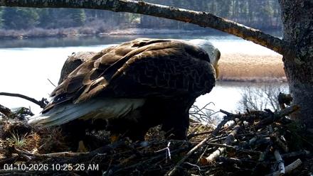 VINS Bald Eagles Nest Live Cams - Apr 10, 2026, 10:26am EDT