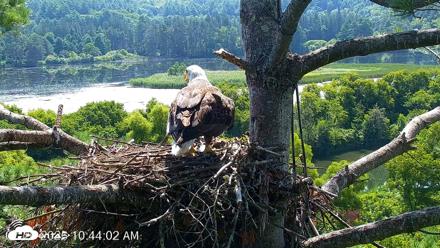 VINS Bald Eagles Nest Live Cams - Jul 26, 2026, 10:44am EDT