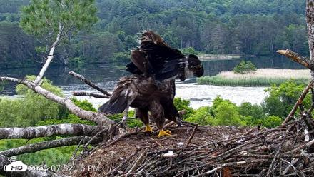VINS Bald Eagles Nest Live Cams - Jun 25, 2026, 7:53pm EDT