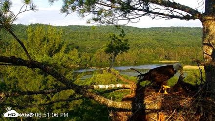 VINS Bald Eagles Nest Live Cams - Jul 7, 2026, 6:52pm EDT