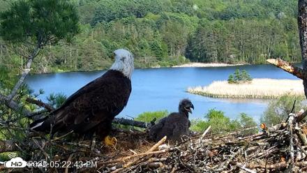 VINS Bald Eagles Nest Live Cams - May 19, 2026, 5:23pm EDT
