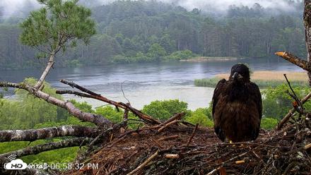 VINS Bald Eagles Nest Live Cams - Jun 22, 2026, 6:59pm EDT