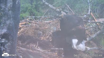 VINS Bald Eagles Nest Live Cams - Apr 27, 2026, 11:03am EDT