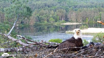 VINS Bald Eagles Nest Live Cams - Jun 3, 2026, 8:33pm EDT