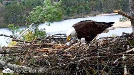 VINS Bald Eagles Nest Live Cams - May 3, 2026, 2:17pm EDT