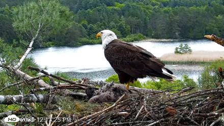 VINS Bald Eagles Nest Live Cams - May 29, 2026, 12:14pm EDT