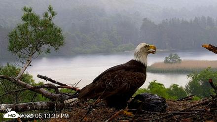 VINS Bald Eagles Nest Live Cams - Jun 10, 2026, 5:15pm EDT