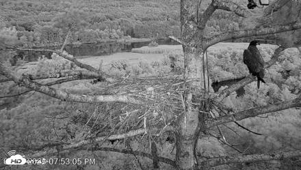 VINS Bald Eagles Nest Live Cams - Aug 18, 2026, 7:54pm EDT