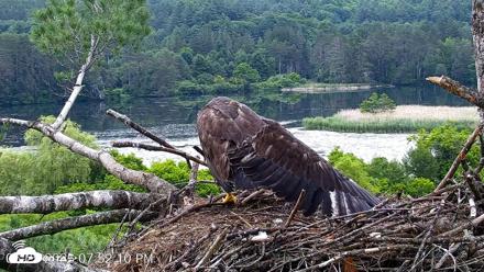 VINS Bald Eagles Nest Live Cams - Jun 25, 2026, 7:52pm EDT