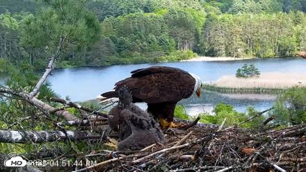 VINS Bald Eagles Nest Live Cams - May 27, 2026, 4:52pm EDT