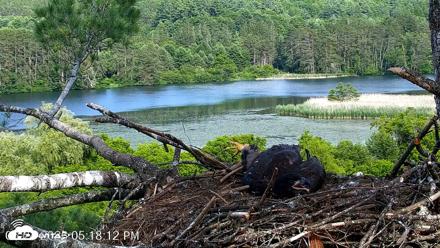 VINS Bald Eagles Nest Live Cams - Jun 24, 2026, 5:19pm EDT