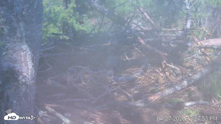 VINS Bald Eagles Nest Live Cams - Apr 27, 2026, 12:28pm EDT