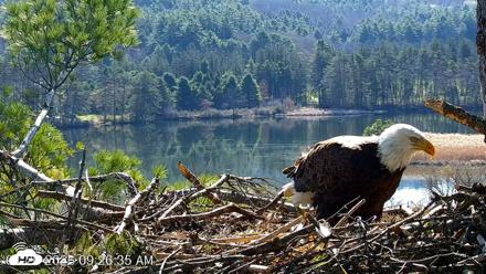 VINS Bald Eagles Nest Live Cams - Apr 26, 2026, 9:27am EDT