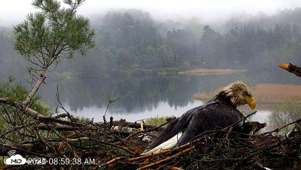 VINS Bald Eagles Nest Live Cams - May 14, 2026, 9:00am EDT
