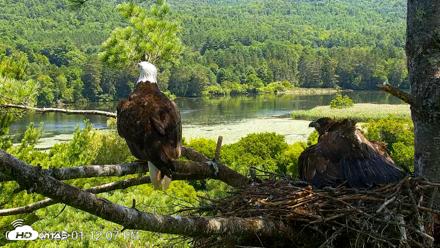 VINS Bald Eagles Nest Live Cams - Jul 24, 2026, 1:12pm EDT