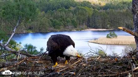 VINS Bald Eagles Nest Live Cams - May 8, 2026, 5:47pm EDT