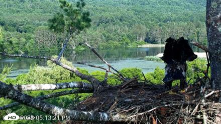VINS Bald Eagles Nest Live Cams - Jul 1, 2026, 5:14pm EDT