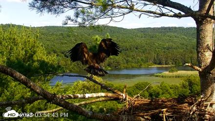 VINS Bald Eagles Nest Live Cams - Jul 20, 2026, 3:56pm EDT
