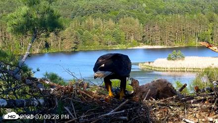 VINS Bald Eagles Nest Live Cams - May 26, 2026, 7:10pm EDT