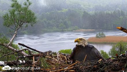 VINS Bald Eagles Nest Live Cams - May 24, 2026, 9:05am EDT