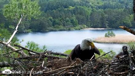 VINS Bald Eagles Nest Live Cams - May 19, 2026, 1:27pm EDT