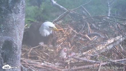 VINS Bald Eagles Nest Live Cams - May 3, 2026, 9:20am EDT