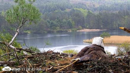 VINS Bald Eagles Nest Live Cams - May 13, 2026, 11:09am EDT