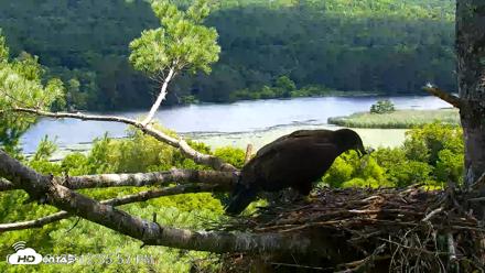 VINS Bald Eagles Nest Live Cams - Jul 23, 2026, 12:56pm EDT