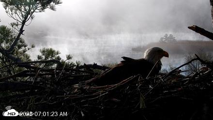 VINS Bald Eagles Nest Live Cams - May 1, 2026, 7:02am EDT