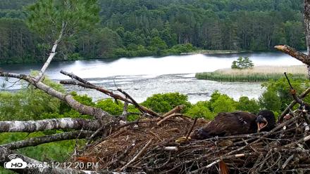 VINS Bald Eagles Nest Live Cams - Jun 21, 2026, 12:15pm EDT