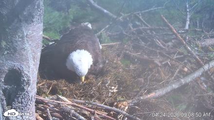 VINS Bald Eagles Nest Live Cams - Apr 24, 2026, 9:09am EDT