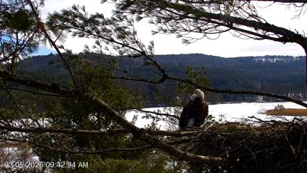 VINS Bald Eagles Nest Live Cams - Mar 5, 2026, 9:43am EST
