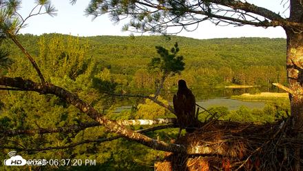 VINS Bald Eagles Nest Live Cams - Jul 8, 2026, 6:38pm EDT
