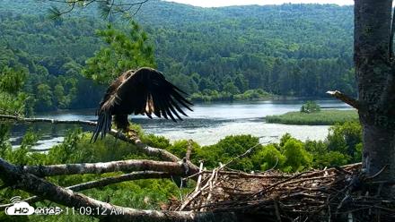 VINS Bald Eagles Nest Live Cams - Jul 20, 2026, 11:10am EDT