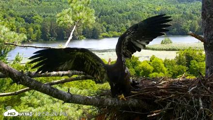 VINS Bald Eagles Nest Live Cams - Jul 23, 2026, 12:59pm EDT