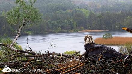 VINS Bald Eagles Nest Live Cams - May 14, 2026, 4:41pm EDT