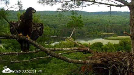 VINS Bald Eagles Nest Live Cams - Jul 26, 2026, 3:53pm EDT