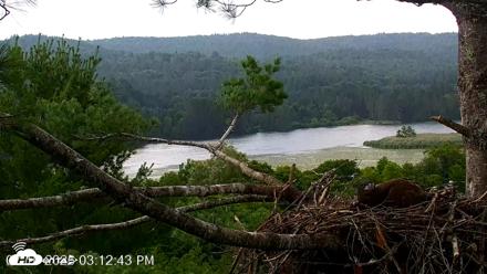 VINS Bald Eagles Nest Live Cams - Jul 16, 2026, 3:13pm EDT