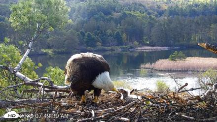 VINS Bald Eagles Nest Live Cams - May 8, 2026, 7:50am EDT