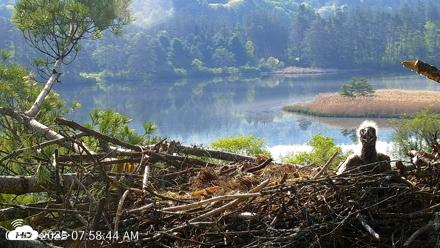 VINS Bald Eagles Nest Live Cams - May 19, 2026, 7:59am EDT