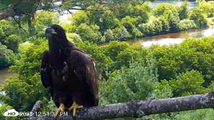 VINS Bald Eagles Nest Live Cams - Jul 23, 2026, 12:51pm EDT