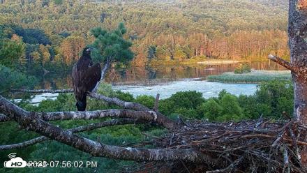 VINS Bald Eagles Nest Live Cams - Jul 24, 2026, 7:56pm EDT
