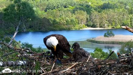 VINS Bald Eagles Nest Live Cams - May 26, 2026, 4:14pm EDT