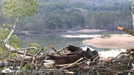 VINS Bald Eagles Nest Live Cams - Apr 27, 2026, 5:40am EDT