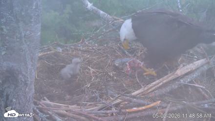 VINS Bald Eagles Nest Live Cams - May 2, 2026, 11:49am EDT